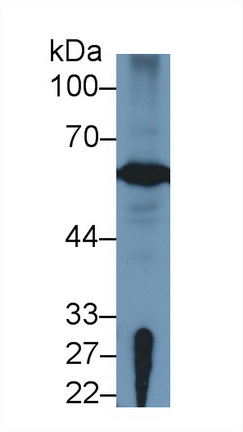 13135