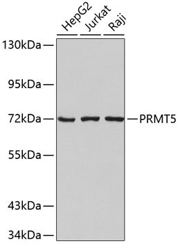 Валидация Elabscience E-AB-67429