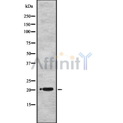 Валидация Affinity DF8243 - 20079