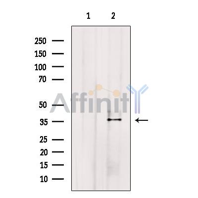 Валидация Affinity DF9190 - 21567
