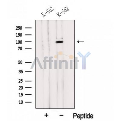 Валидация Affinity DF12631 - 7269