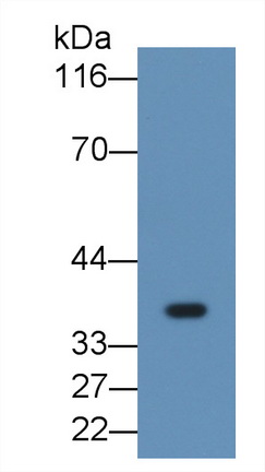 53358