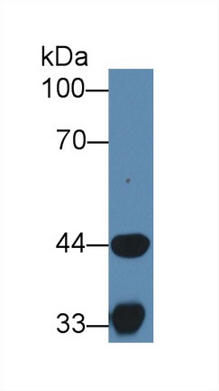 8962