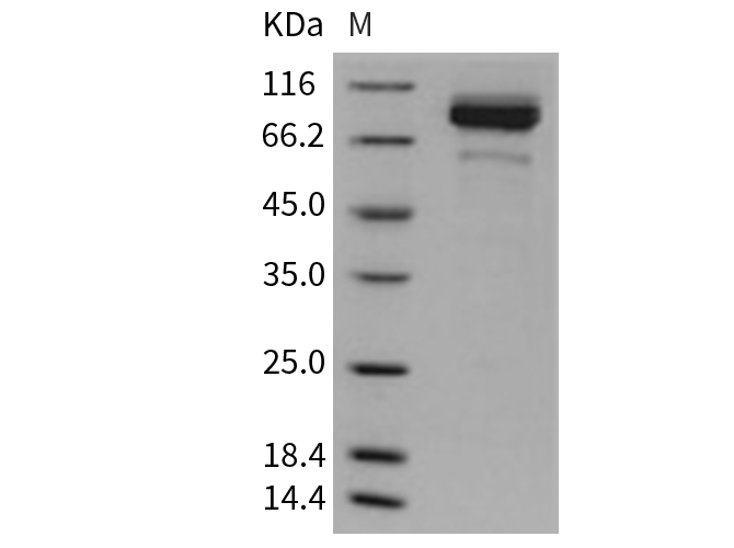 Валидация Elabscience PKSM040723(4699)