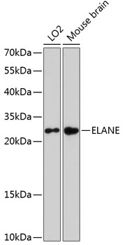Валидация Elabscience E-AB-64417
