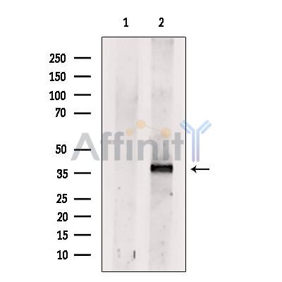 Валидация Affinity DF13249 - 8313