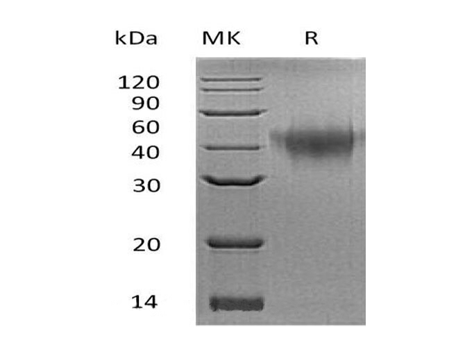 Валидация Elabscience PKSM041237(5140)