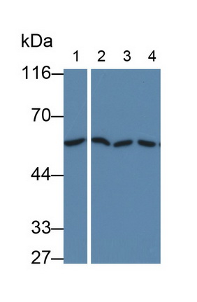 19032