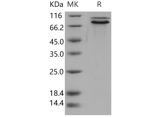 Валидация Elabscience PKSH031763(2398)