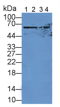 11925
