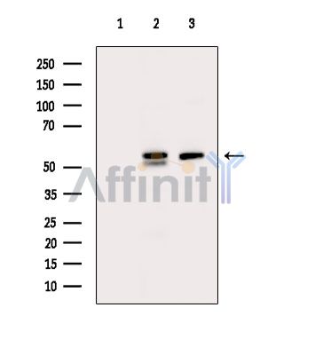 Валидация Affinity DF15794 - 12278