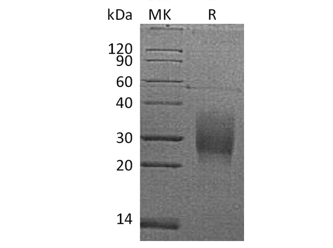 Валидация Elabscience PKSM041369(5263)