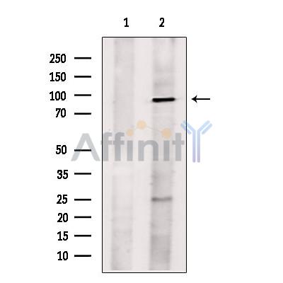 Валидация Affinity DF13640 - 9186