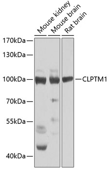 Валидация Elabscience E-AB-62680