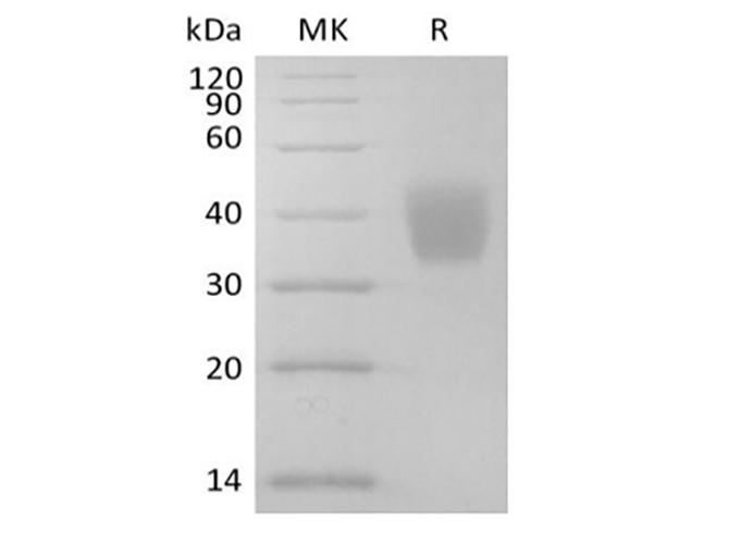Валидация Elabscience PKSM041441(5316)