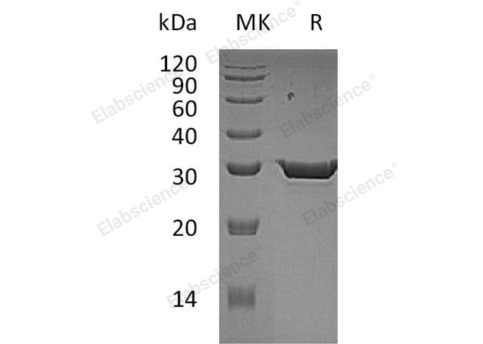 Валидация Elabscience PKSH031209(1971)