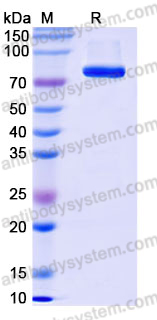 EHJ71402, SDS-PAGE