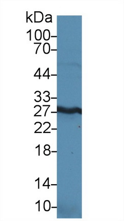 14634