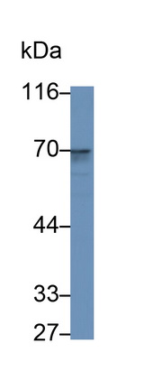 26564