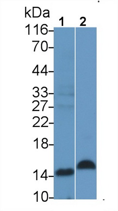 22163