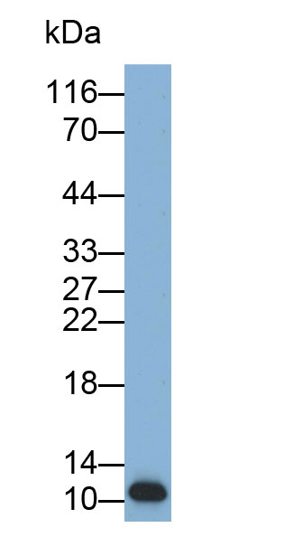 33473