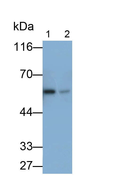 32048
