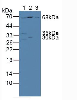 4653