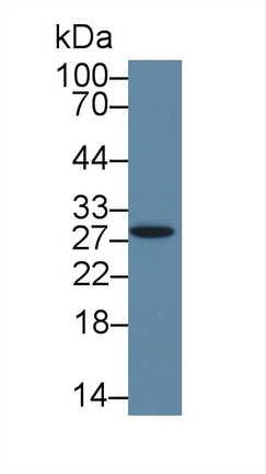 8861