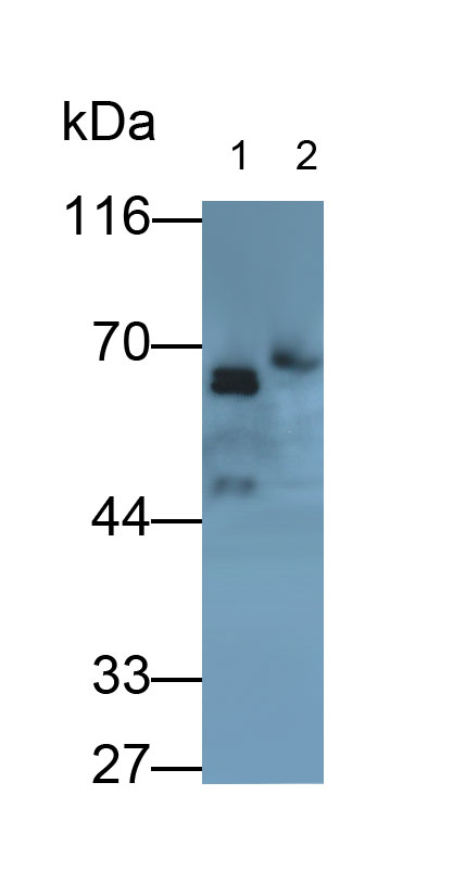 30868
