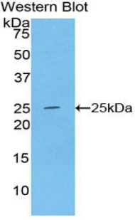 39663