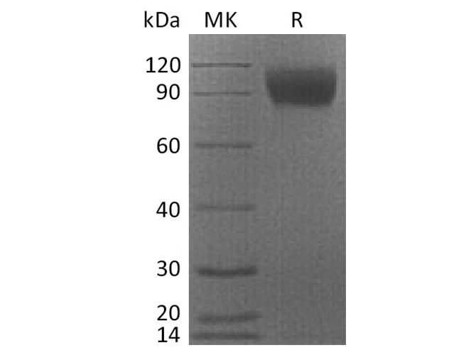 Валидация Elabscience PKSQ050034(5406)