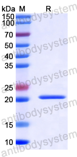 YXX50801, SDS-PAGE