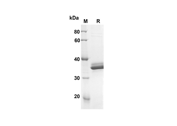 Валидация Elabscience PDMH100239(862)