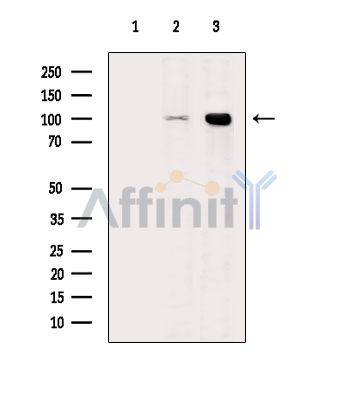 Валидация Affinity DF15229 - 11502