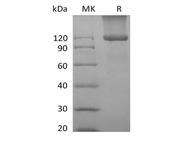 Валидация Elabscience PKSM041420(5295)