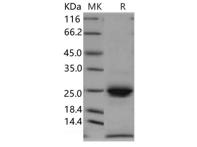 Валидация Elabscience PKSH030894(1726)