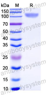 EHC34007, SDS-PAGE