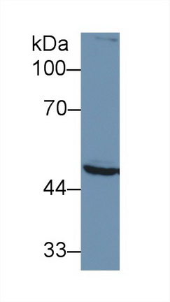 13153