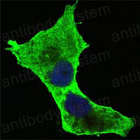 Валидация IF - AntibodySystem RHN88502 (1644)