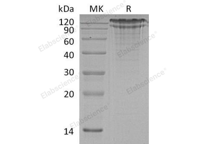 Валидация Elabscience PKSH031740(2376)
