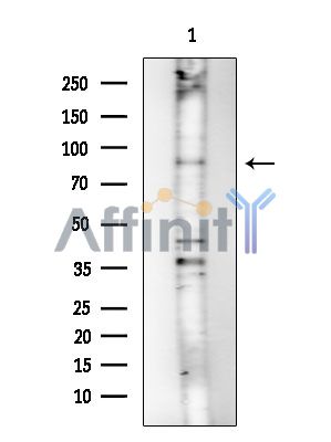 Валидация Affinity DF15449 - 11798