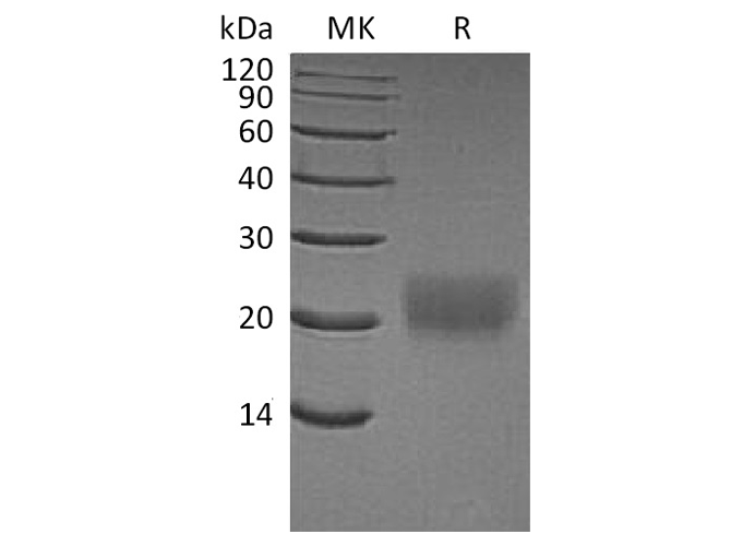 Валидация Elabscience PKSH033702(3981)