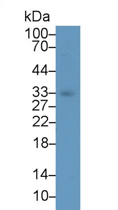 13050