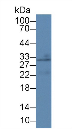 8823