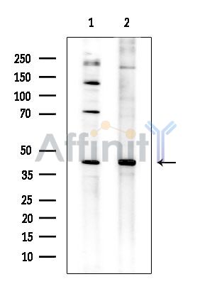 Валидация Affinity DF15686 - 12143