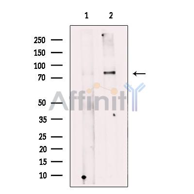 Валидация Affinity DF12086 - 6182