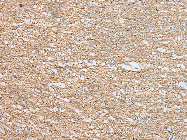 Валидация Elabscience E-AB-18375