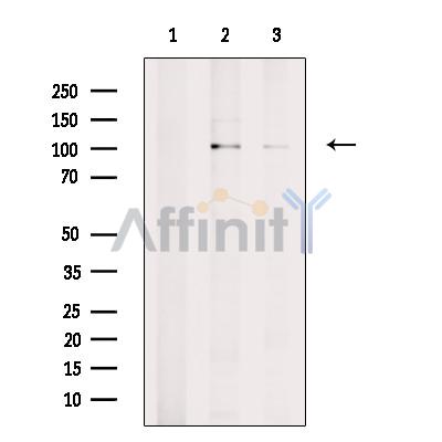 Валидация Affinity DF9711 - 22499