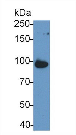 14804