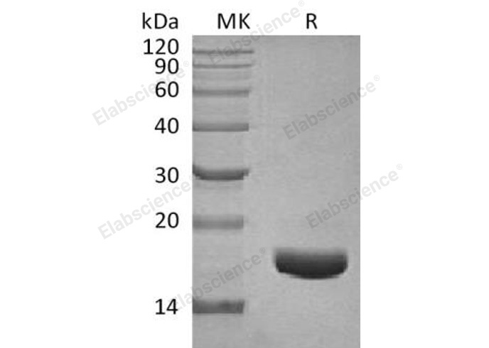 Валидация Elabscience PKSH032277(2779)